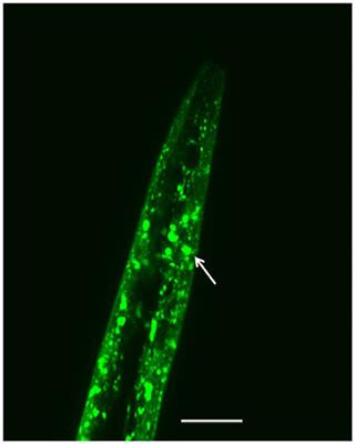 Behavioral Phenotyping and Pathological Indicators of Parkinson's Disease in C. elegans Models